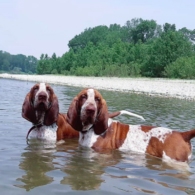 cani dentro l'acqua