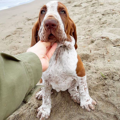 addestramento di un cane a Milano sulla spiaggia