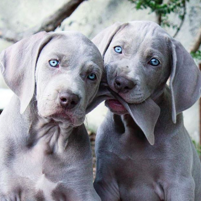 cani di color Argento