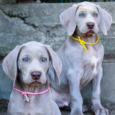 cani dal colore argento