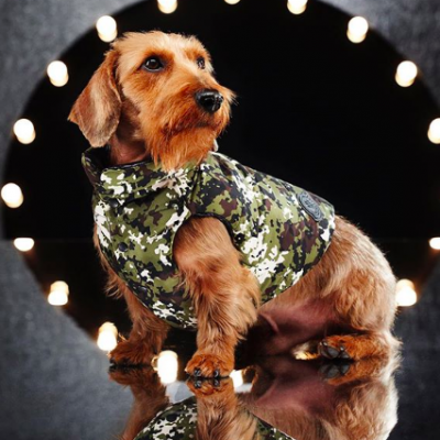 cane con giacca militare Moncler