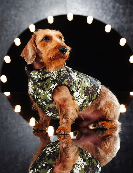 cane con giacchetto militare di Moncler