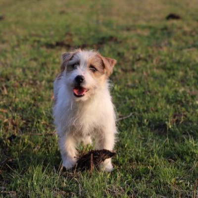 jack russell pelo duro