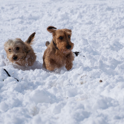 cani in mezzo alla neve