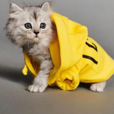 gatto con giacchetta gialla