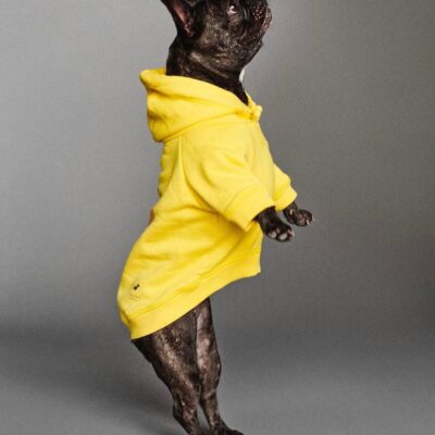 cane con giacchetta gialla